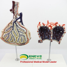 LUNG07 (12504) Modelo anatômico humano Lóbulo e alvéolo do pulmão, modelos de anatomia&gt; Respiratório